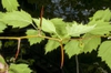Zig-zag stem with thorns