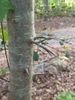 Bark with thorns