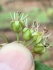 Unripe fruits