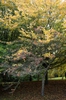 Fall form