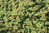 Rubus rolfei