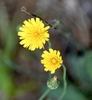 Vibrant yellow composite flower with numerous ray flowers