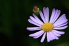 Crinitaria tatarica