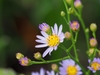 Crinitaria tatarica