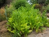 Crinitaria tatarica 'Jindai'
