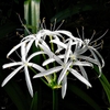 Crinum americanum