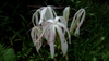 Close up of flower
