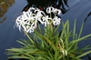 Form