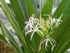 Form