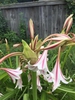 Crinum Hybrid flower