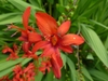 Vivid orange-red, 6-parted flower.