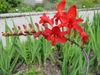 Branched spikes of vivid, 6-petaled flowers.