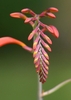 A row of alternate distichous flower buds.