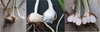 3 images of corm, stripped corm & longi-section corm