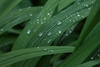 Foliage, like iris leaves, with raindrops clinging to it.