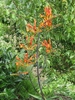 Branched inflorescences with orange flowers.