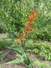 Branched inflorescences with orange flowers.