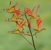 Branched inflorescences with orange flowers.