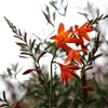 Branched inflorescences with orange flowers.
