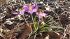 Crocus