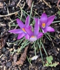 Crocus tommasinianus