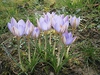 Crocus