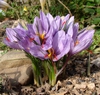 Form