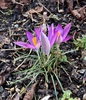 Crocus tommasinianus