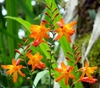 Branched inflorescences with orange flowers above strappy leaves