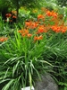 Branched inflorescences with orange flowers above strappy leaves