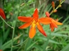 Branched inflorescences with orange flowers above strappy leaves