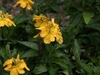 Crossandra infundibuliformis