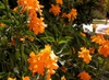 Crossandra infundibuliformis