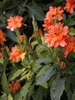 Crossandra infundibuliformis