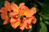 Crossandra infundibuliformis