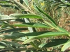 Herbaceous plant; erect stems; unifoliate leaves