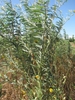 Herbaceous plant; erect stems; unifoliate leaves