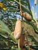 Dried legume pod on a plant with unifoliate leaves.