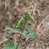 Crotalaria pumila