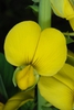 Yellow flower (Monroe County, NY)-Early Fall