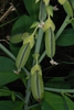 Legumes (Monroe County, NY)-Early Fall
