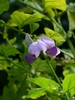 Purplish blue pea flower