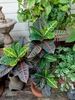 Houseplant view