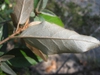 Back of Leaf