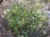 Shrub