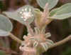 Male and female flowers