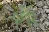 Form