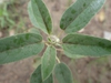 Leaves