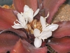 Cryptanthus bivittatus