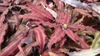 Cryptanthus bivittatus